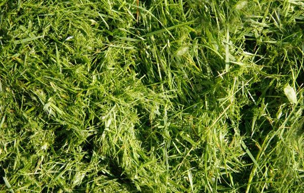 Green Waste Disposal
