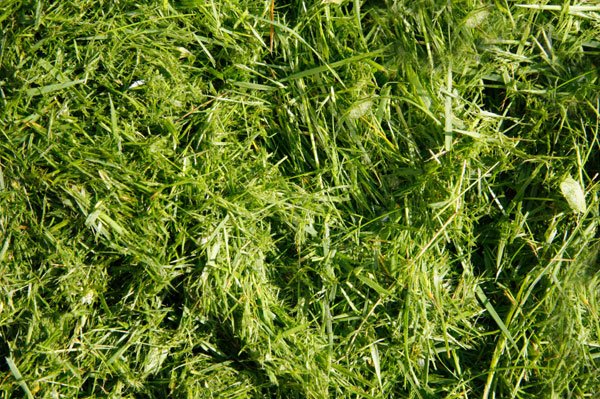 Green Waste Disposal